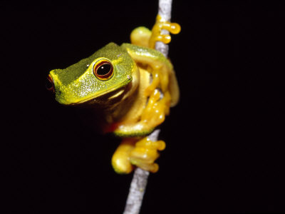 Tree+frogs+climbing