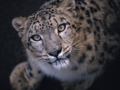 Curious, Predatory Stare of a Female Snow Leopard Stalking Prey