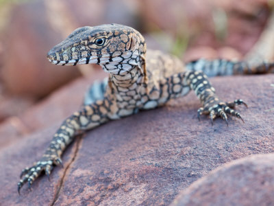 Perentie Monitor Lizard Basking on Rock in Outback Australia