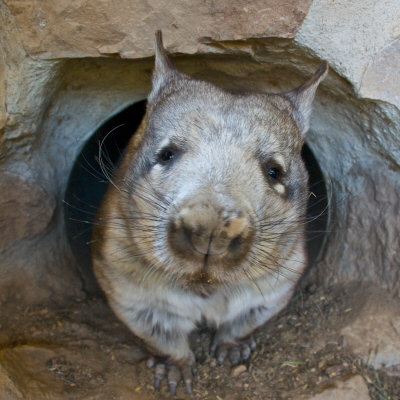 Southern Hairy-Nosed Wombat Coming Out of Den in Curiosity