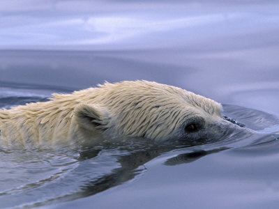 Polar Bear Swimming in Icy Arctic Waters