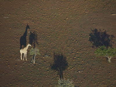 Aerial View of a Giraffe and Trees Casting Shadows