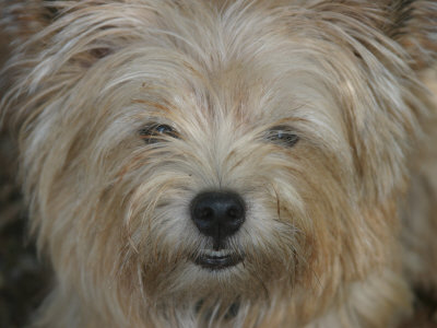 Buy Portrait of a Norwich Terrier Named Ditto at AllPosters.com