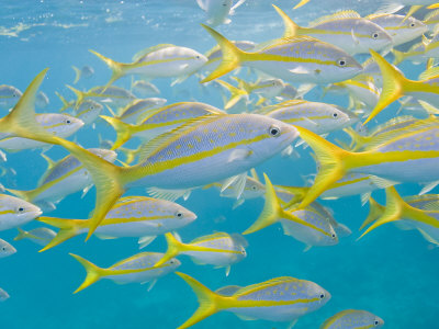 School of Fish Swimming in Crystal Clear Waters Off of Key Largo