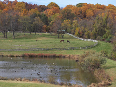 Fall Scenic of Horse Farm and Pond with Canada Geese