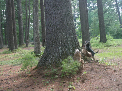 Buy Terriers Waiting for a Treed Squirrel to Descend a Pine Tree Trunk at AllPosters.com