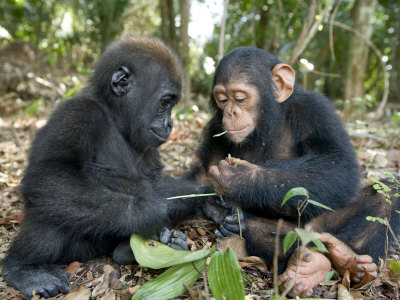 Baby Gorilla and a Chimpanzee Examining Leaves