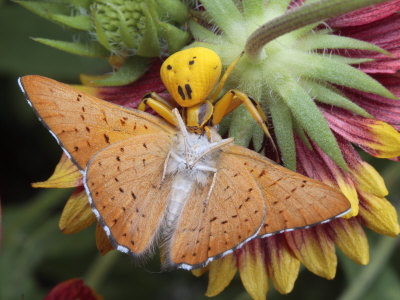 Crab Spider Feeding on a Metal Mark Butterfly it Ambushed a on Flower