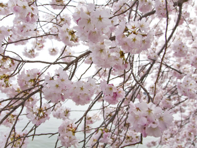 Yoshino Cherry Blossoms During the Cherry Blossom Festival