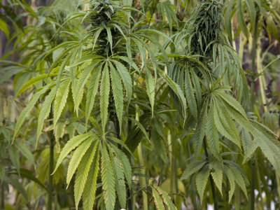 Hemp Growing in Yubeng, a Isolated Village in the Meili Snow Mountains