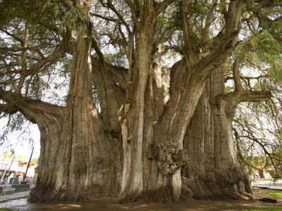 El Tule, an Extinct Cypress Is 58M around and at Least 2000 Years Old