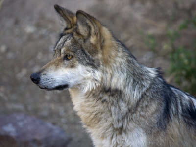 Mexican Grey Wolf in an Enclosure at the Arizona-Sonora Desert Museum