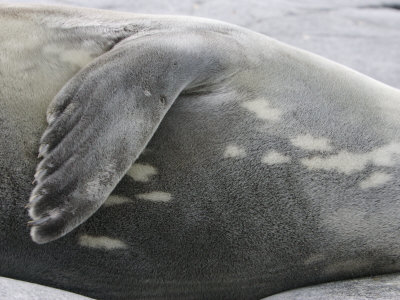 Detail of a Sleeping Leopard Seal