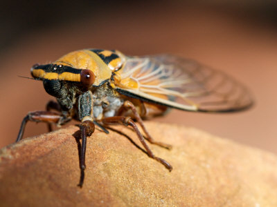 Golden Drummer Cicada Rests on Log in Evening Light, Alice Springs
