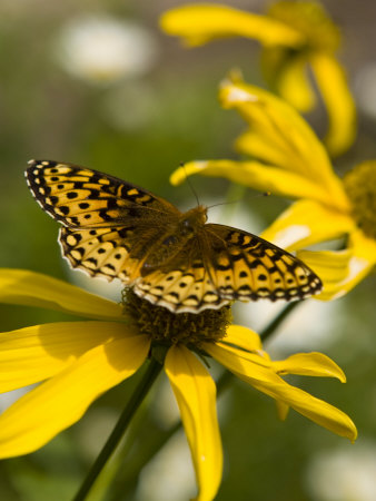 Butterfly Sits Atop Yellow Sneeze-Weed (Helenium Autumnale) Flowers