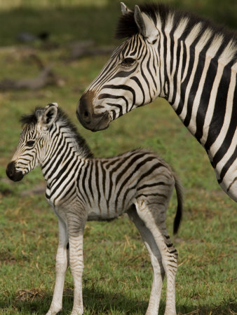 Buy Adult and Juvenile Burchell's or Common Zebra at AllPosters.com