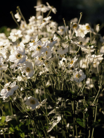 White Form of the Flower Anemone Hupehensis, Japanese Wind Flower