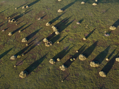 Aerial View of Trees Casting Long Shadows