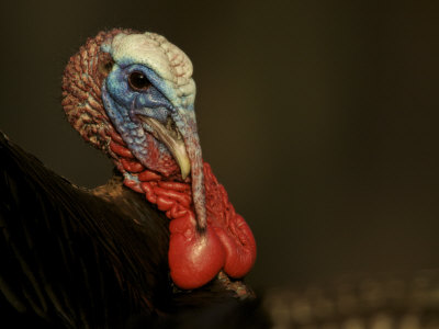 Tom, Wild Turkey (Meleagris Gallopavo) Male, Struts for Females