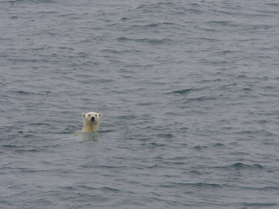 Polar Bear Swimming in Cold Arctic Waters