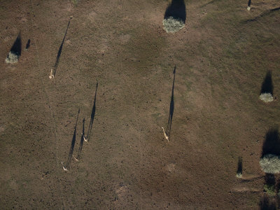Aerial View of Giraffes and Trees Casting Long Shadows
