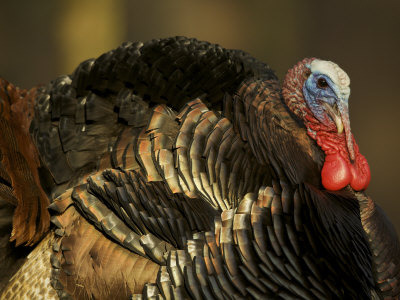 Tom, Wild Turkey (Meleagris Gallopavo) Male, Struts for the Hens