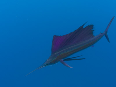 Sailfish Can Be Up to Six Feet Long and Weigh Fifty Pounds