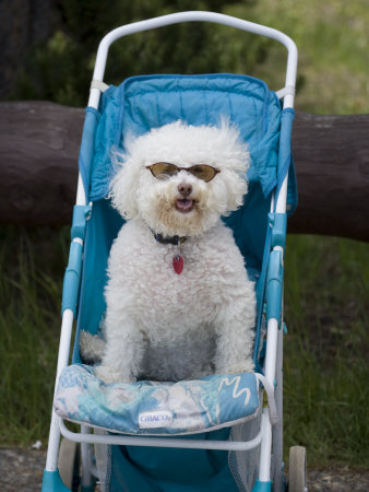 White Dog Wearing Sunglasses Sitting in a Baby Stroller