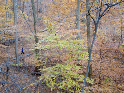 Woman Runs on a Trail Through Eastern Hardwood Forest in the Fall