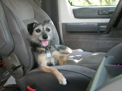 Buy Mixed Terrier Relaxing in the Driver's Seat of Her Owner's Car at AllPosters.com