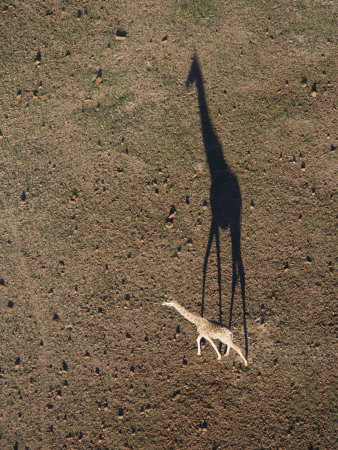 Aerial View of a Giraffe Casting a Shadow