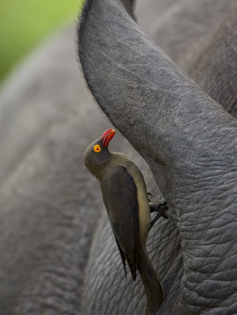 Red-Billed Oxpecker Bird on the Ear of White Rhino