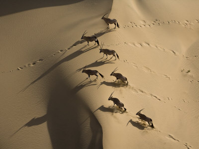 Gemsbok Crossing Sand Dunes in the Desert Near the Skeleton Coast