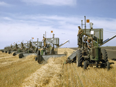 Buy Men Drive Combines in Diagonal Line Through Golden Grain Fields at AllPosters.com