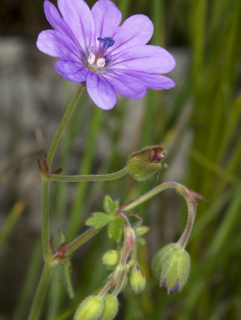 Buy Flower of Geranium Pyreniacum, the Hedge or Mountain Cranesbill at AllPosters.com