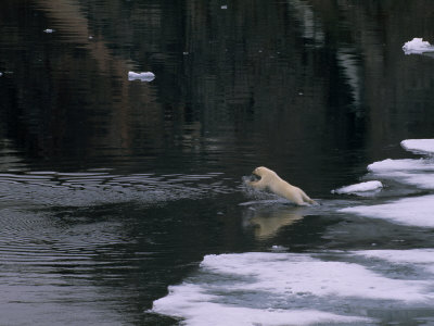 Young Polar Bear Jumping into Arctic Waters to Follow the Family