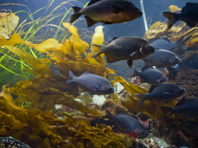 School of Carp Swim Through the Current Between Tides