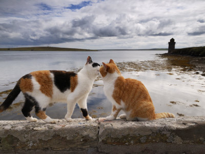 Two Cats Greet on a Wall Overlooking the Bay in Shapinsay