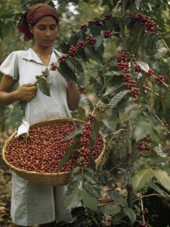 Woman Picks Ripe Red Coffee Berries, Leaving Green Ones to Ripen