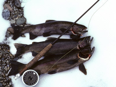 Rainbow Trout Caught on Fly