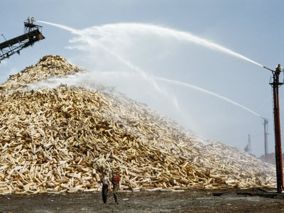 Buy Men Spray Water on Pulpwood to Guard Against Fire During Drought at AllPosters.com