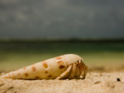 Hermit Crab Shell on Beach