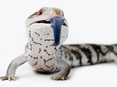 Eastern Blue-Tongue Lizard Pokes Tongue Out in Defense