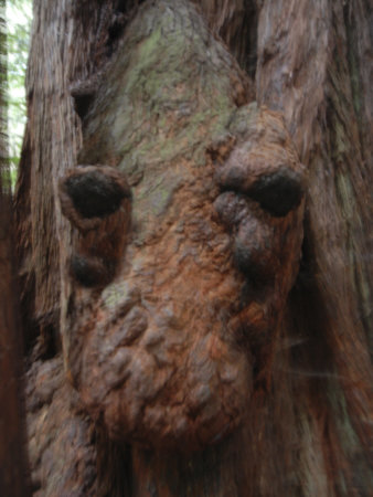 Giant Redwood Tree Knot Resembling an Alligator