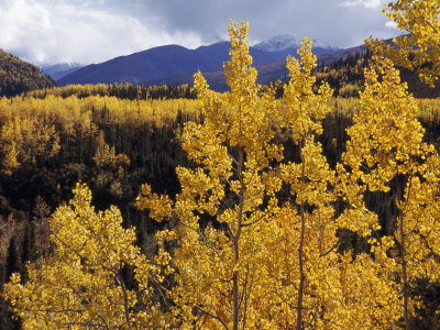 Aspen Trees in Autumn Hues Glow Golden in Denali National Park