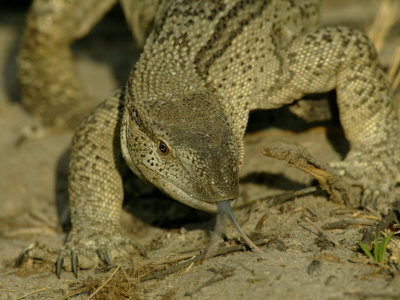Close-up of a Monitor Lizard with Tongue Flicking Out