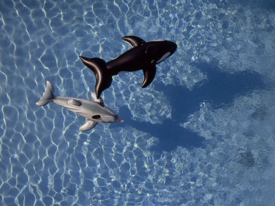 Shark and Whale Pool Floats in a Swimming Pool