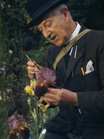 Botanist Pollinizes an Iris in the Hope of Creating a New Variety