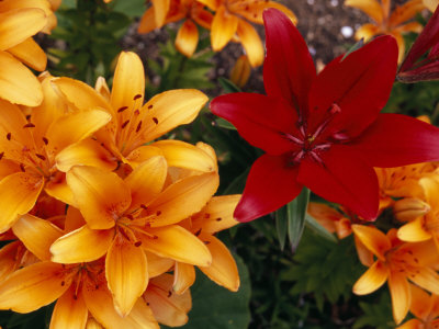 Buy Red Lily Among a Profusion of Orange Lilies at AllPosters.com