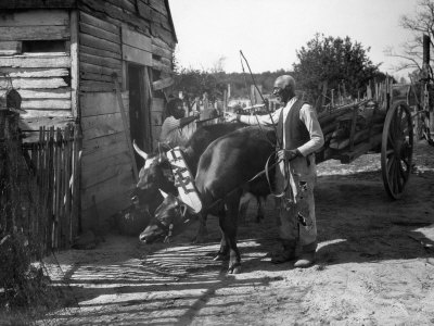 Man Tends to an Ox Team Outside a Country Store Photographic Print